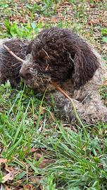 Lagotto Romagnolo