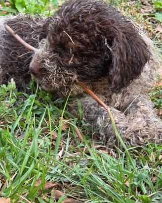 Lagotto Romagnolo
