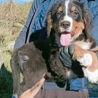 Cucciolo bovaro del bernese femmina Enci