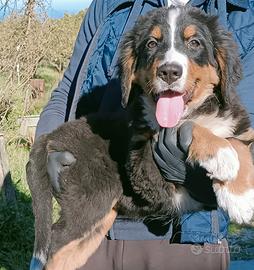 Cucciolo bovaro del bernese femmina Enci