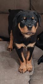 Rottweiler