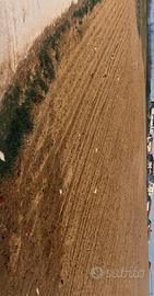 Terreno a Tavullia vicino al paese - investimento