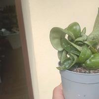 pianta di hoya carnosa  compacta 