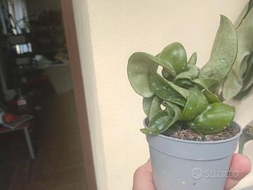 pianta di hoya carnosa  compacta 