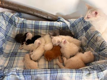 Gatto Siberiano Cuccioli