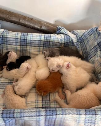 Gatto Siberiano Cuccioli