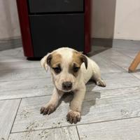 Cucciolo meticcio