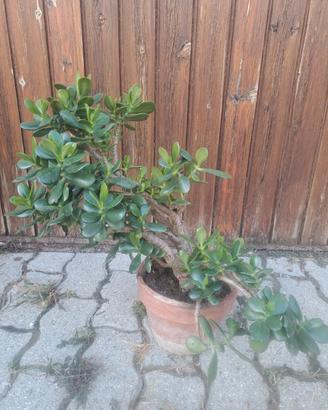 albero di giada