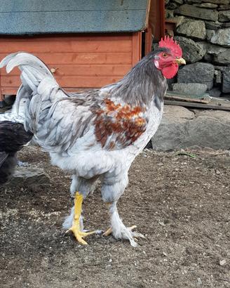 Gallina