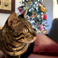 Gatto Bengala disponibile per monta