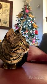 Gatto Bengala disponibile per monta