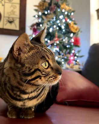 Gatto Bengala disponibile per monta