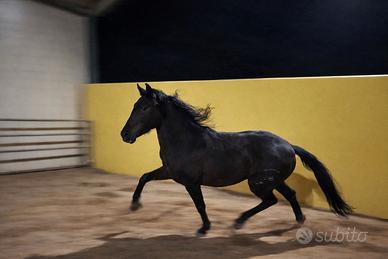 Puledro Spagnolo capa Negra