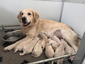 Cuccioli Golden Retriever