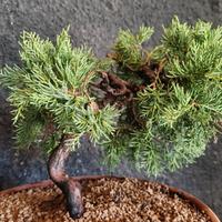 Bonsai Juniperus "ginepro"