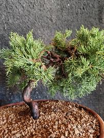 Bonsai Juniperus "ginepro"