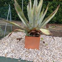 Pianta agave in vaso (1.3m)