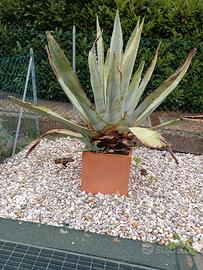 Pianta agave in vaso (1.3m)
