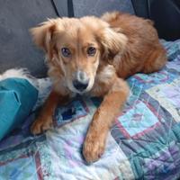 Drupy cucciolo taglia piccola