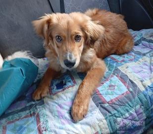 Drupy cucciolo taglia piccola