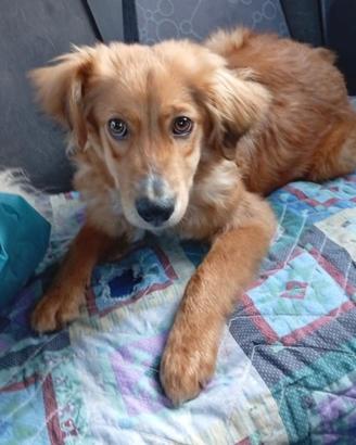 Drupy cucciolo taglia piccola