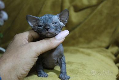Femmina sphynx Total black