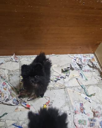 Ultima Disponibile spitz pomerania 3 mesi