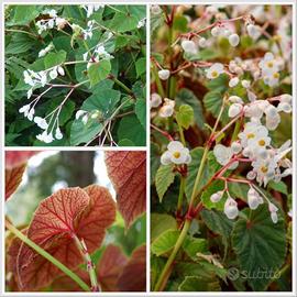 Pianta di begonia grandis