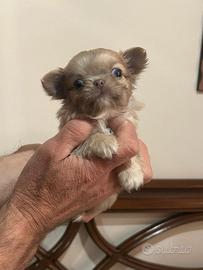 Chihuahua