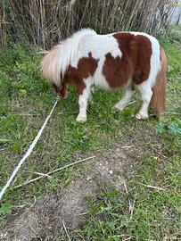 Poni femmina