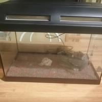 acquario Askoll 60 litri con accessori