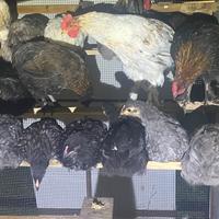 Pulcini marans e altri