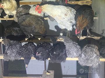 Pulcini marans e altri