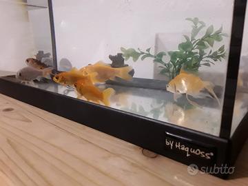 Acquario con 6 pesci rossi