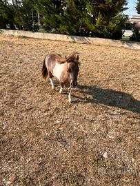 Pony mini horse