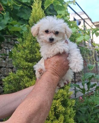 Maltipoo