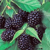 pianta mora senza spine 