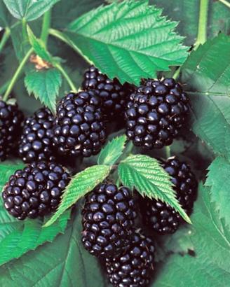 pianta mora senza spine 