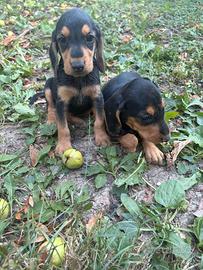 Cuccioli di segugio italiano