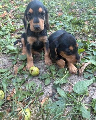 Cuccioli di segugio italiano