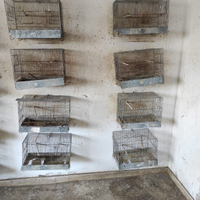 Coppie di Canarini e Bengalini Dianantini