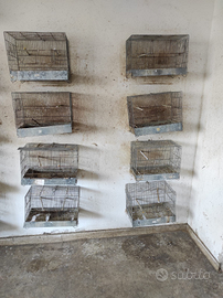 Coppie di Canarini e Bengalini Dianantini