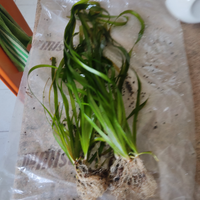 Vallisneria