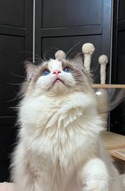 Cucciolo ragdoll