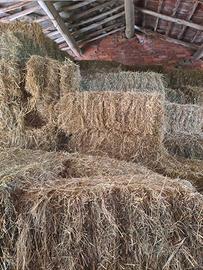 Fieno balle piccole 1 taglio