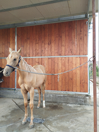 Puledro quarter palomino