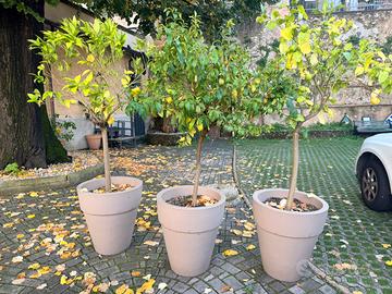 Vaso fiori grandi con piante di limoni