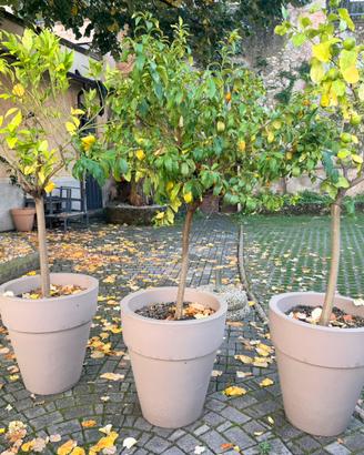 Vaso fiori grandi con piante di limoni