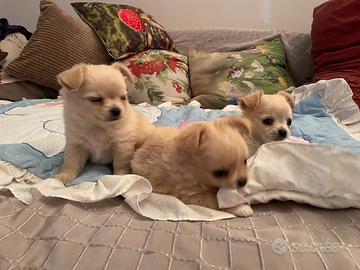 Chihuahua cuccioli