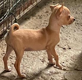 Chihuahua Cuccioli 1 Femmina,2 Maschi,Nati il 18/4